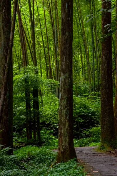 Tayvan Xitou Orman Koruma Alanı, Orman Yolu