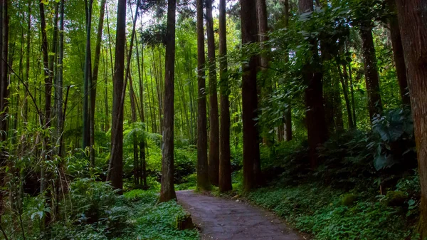 Tayvan Xitou Orman Koruma Alanı, Orman Yolu