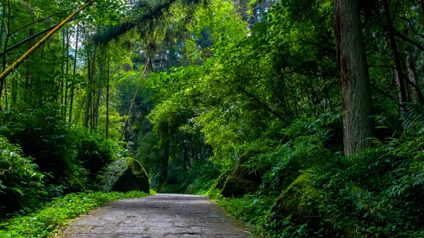 Tayvan Xitou Orman Koruma Alanı, Orman Yolu