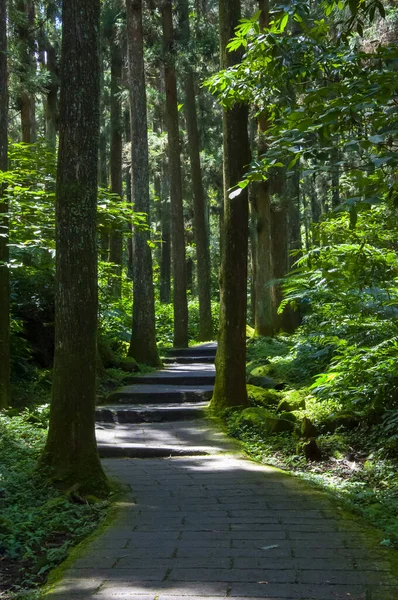 Tayvan Xitou Orman Koruma Alanı, Orman Yolu