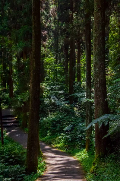 Tayvan Xitou Orman Koruma Alanı, Orman Yolu