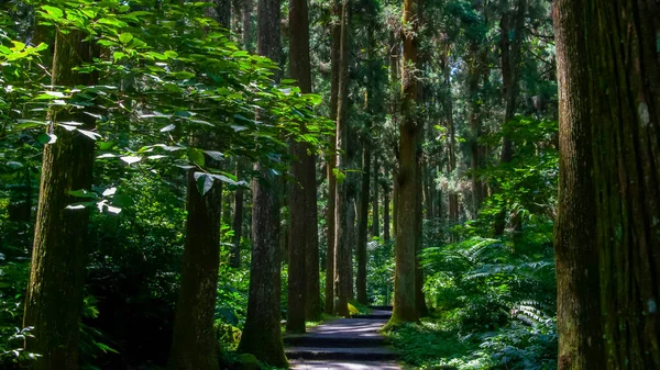 Tayvan Xitou Orman Koruma Alanı, Orman Yolu