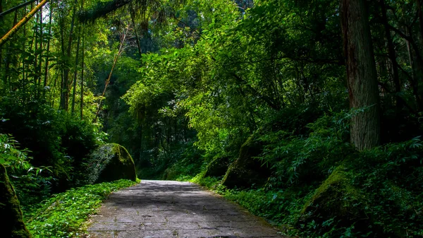 Tayvan Xitou Orman Koruma Alanı, Orman Yolu