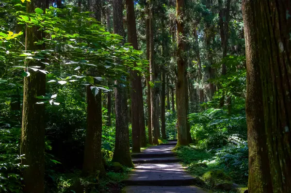 Tayvan Xitou Orman Koruma Alanı, Orman Yolu