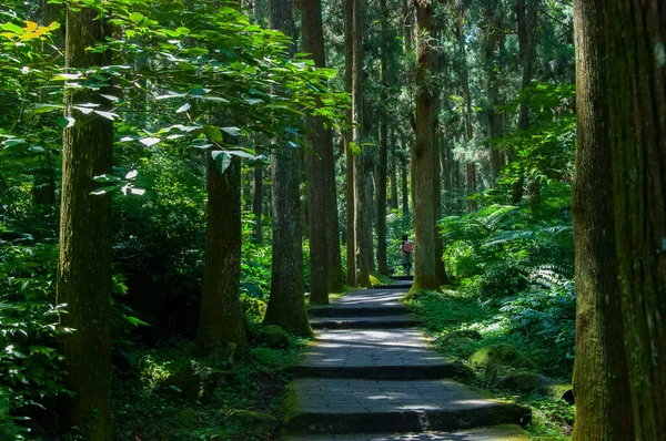 Tayvan Xitou Orman Koruma Alanı, Orman Yolu