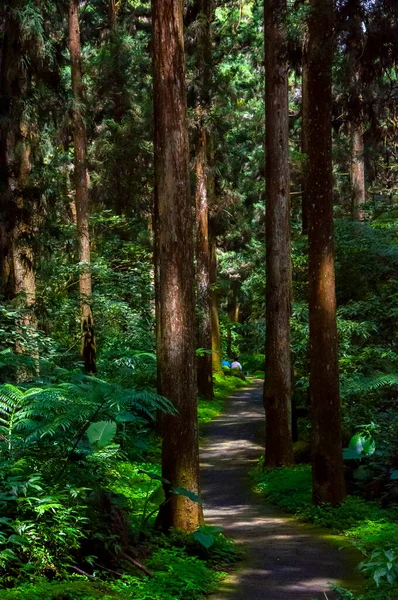 Réserve Forestière Taiwan Xitou Sentier Forestier — Photo