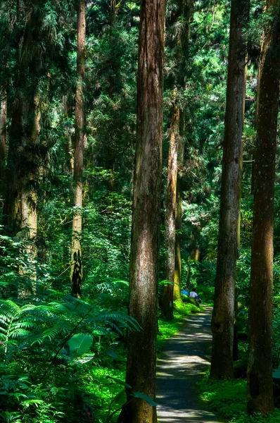 Tayvan Xitou Orman Koruma Alanı, Orman Yolu