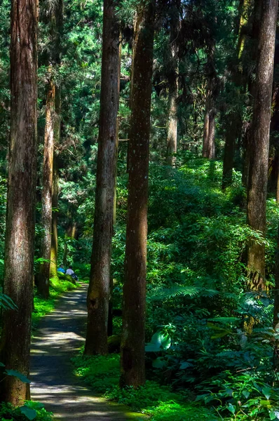 Taiwan Xitou Forest Reserve Forest Trail — 스톡 사진