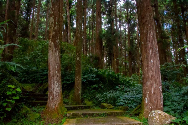 Taiwan Xitou Forest Reserve Forest Trail — 스톡 사진