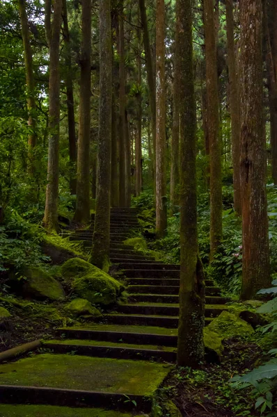 Réserve Forestière Taiwan Xitou Sentier Forestier — Photo