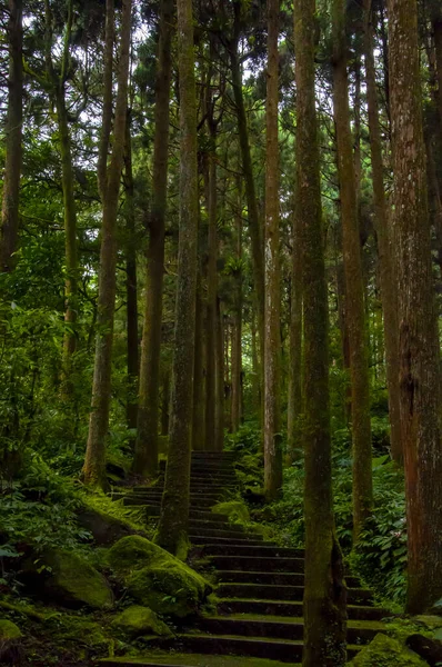 Tayvan Xitou Orman Koruma Alanı, Orman Yolu