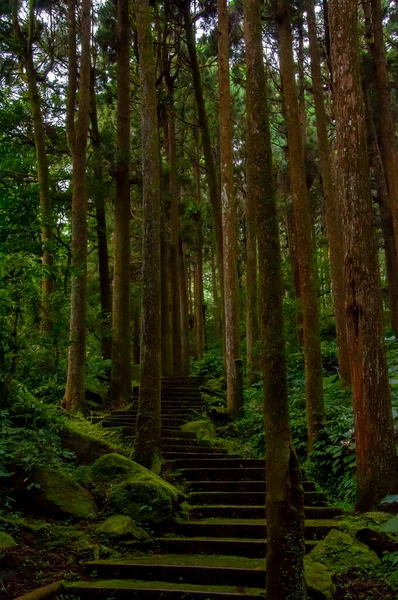 Tayvan Xitou Orman Koruma Alanı, Orman Yolu