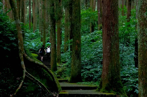 Tayvan Xitou Orman Koruma Alanı, Orman Yolu