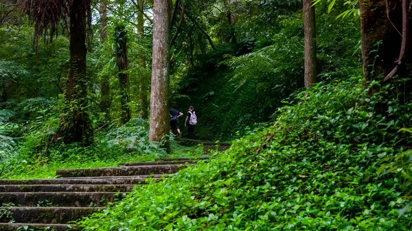 Tajvan Xitou Erdő Rezervátum Erdei Ösvény — Stock Fotó