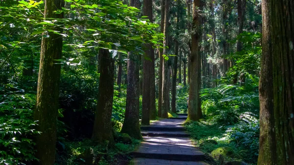 Taiwan Xitou Forest Reserve Waldweg lizenzfreie Stockbilder