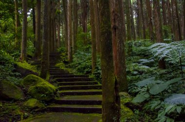 Tayvan Xitou Orman Koruma Alanı, Orman Yolu
