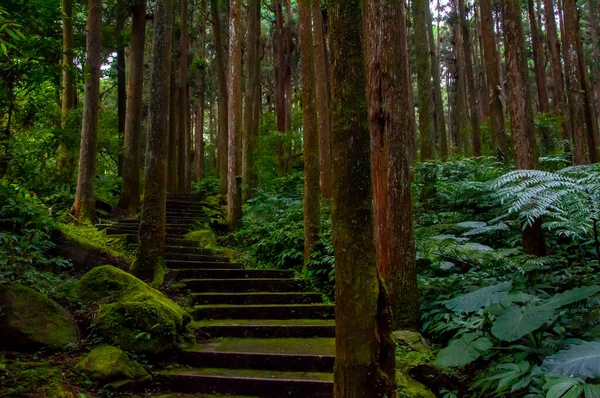 Reserva Florestal Taiwan Xitou Trilha Florestal — Fotografia de Stock