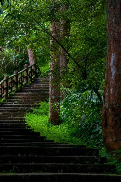 Taiwan Xitou Forest Reserve Forest Trail — Stock Photo, Image