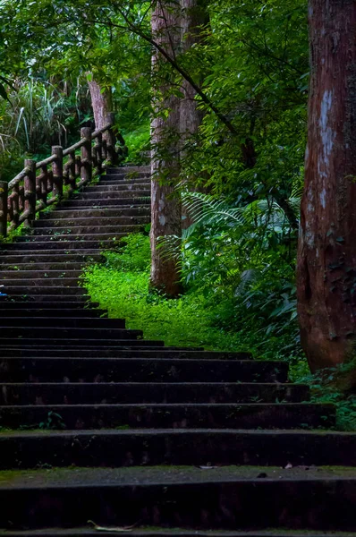 Reserva Florestal Taiwan Xitou Trilha Florestal — Fotografia de Stock