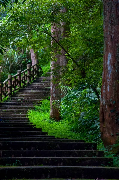 Taiwan Xitou Forest Reserve Forest Trail — Stock Photo, Image