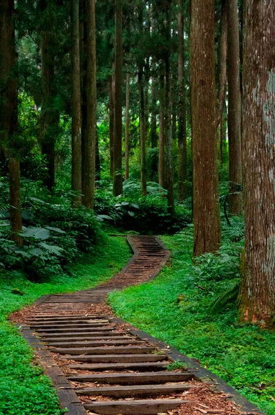 Ταϊβάν Xitou Forest Reserve Forest Trail — Φωτογραφία Αρχείου