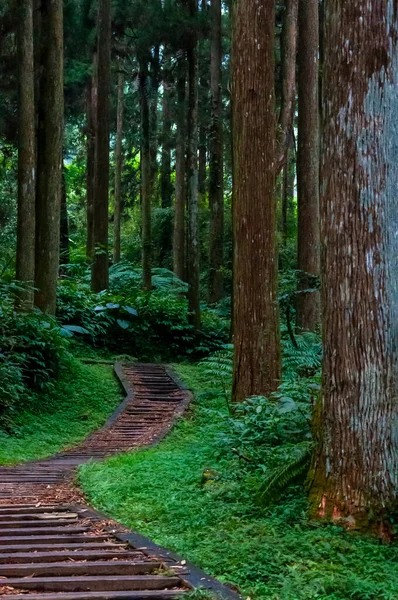 Taiwan Xitou Forest Reserve Forest Trail — 스톡 사진