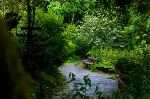 Bujny Las Skrywa Sekretny Świeży Ogród — Zdjęcie stockowe