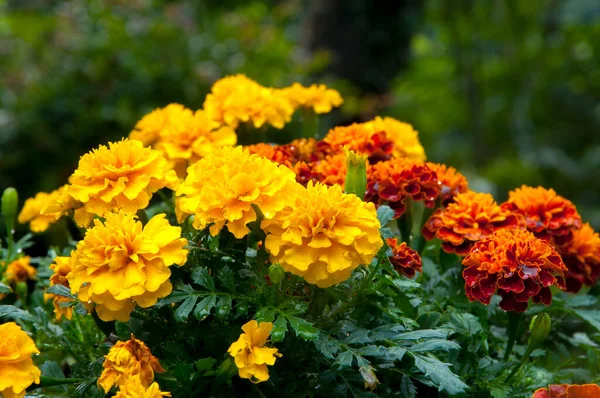 Bunte Und Blühende Ringelblume Eine Art Chrysantheme Stockbild