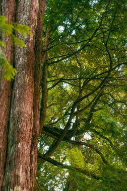 Tayvan 'ın Lala Dağı Ulusal Ormanı' ndaki devasa kutsal ağaç.