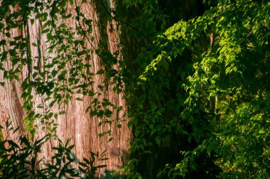 Tayvan 'ın Lala Dağı Ulusal Ormanı' ndaki devasa kutsal ağaç.