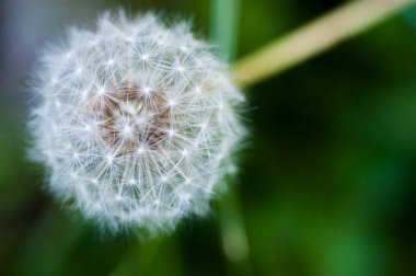 Yakın plan çiçek açan karahindiba parçaları.