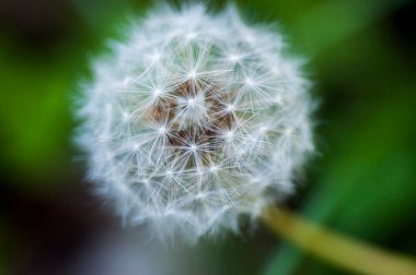 Yakın plan çiçek açan karahindiba parçaları.