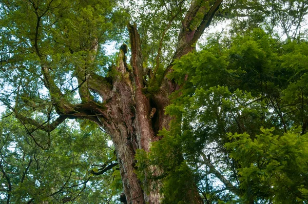Огромное Тысячелетнее Священное Дерево Национальном Лесном Заповеднике Лала Тайвань — стоковое фото