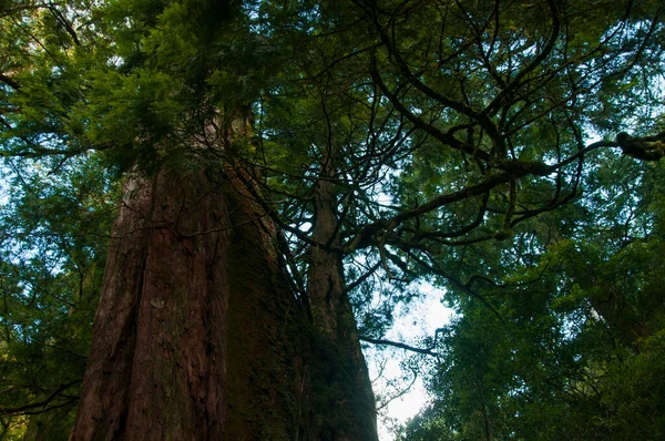 Enorme Árbol Sagrado Milenario Reserva Forestal Nacional Montaña Lala Taiwán — Foto de Stock