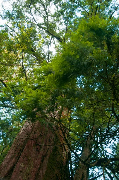 Enorme Árbol Sagrado Milenario Reserva Forestal Nacional Montaña Lala Taiwán — Foto de Stock