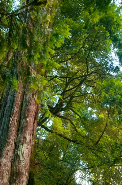 Árvore Sagrada Mil Anos Enorme Reserva Florestal Nacional Montanha Lala — Fotografia de Stock