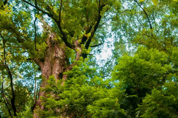 ララマウンテン国立森林保護区にある樹齢千年の巨木 — ストック写真
