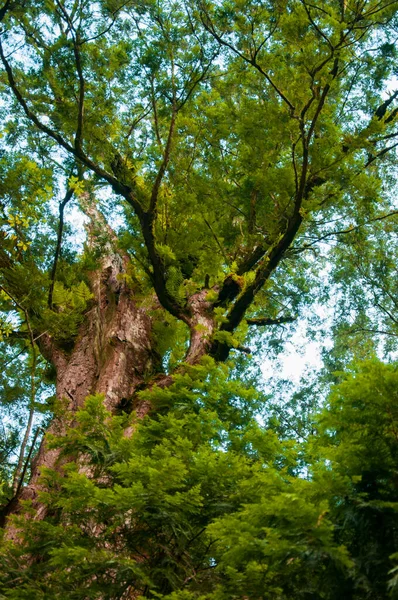 Obrovský Tisíc Let Starý Posvátný Strom Lala Mountain National Forest — Stock fotografie