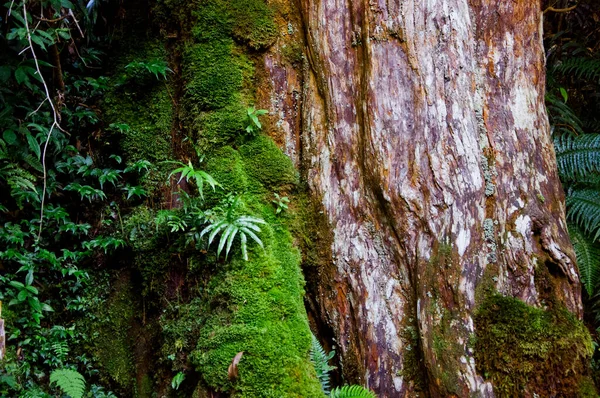 大きな木 緑の苔の植物にクローズアップエメラルドグリーンのシダ — ストック写真