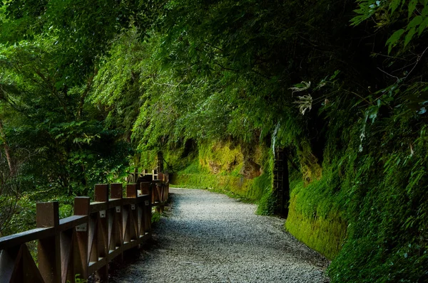 Lala Mountain National Forest Reserve Taiwan Green Quiet Forest Trail — Stock Photo, Image