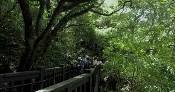 人们在森林里的一条干净凉爽的木板路上行走 — 图库视频影像
