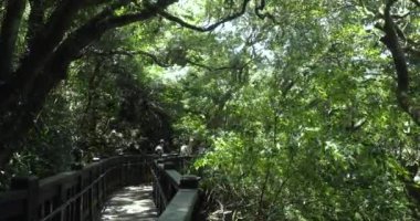 İnsanlar ormanda temiz ve serin bir sahil yolunda yürür.