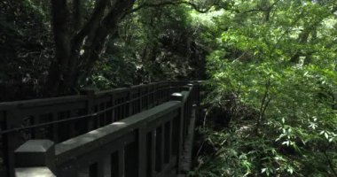 Ormanda temiz ve serin ahşap yol