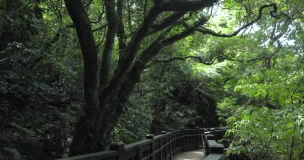 人们在森林里的一条干净凉爽的木板路上行走 — 图库视频影像