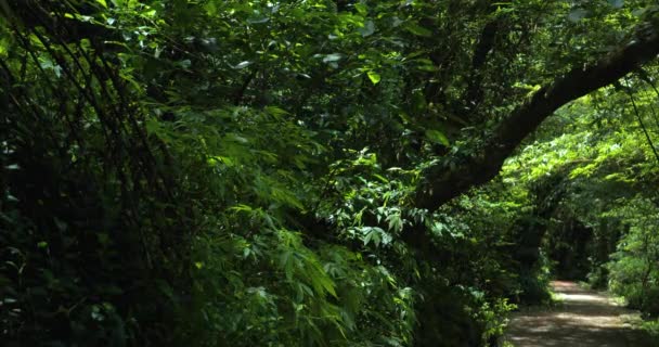 夏天清澈凉爽的森林漫步 — 图库视频影像