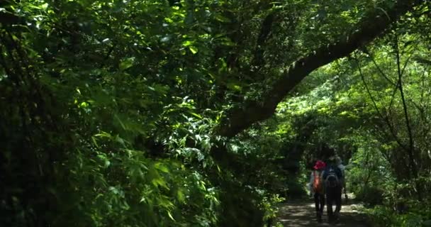 Ludzie Chodzący Czystym Chłodnym Leśnym Szlaku — Wideo stockowe