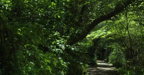 Promenade Forêt Claire Fraîche Été — Video