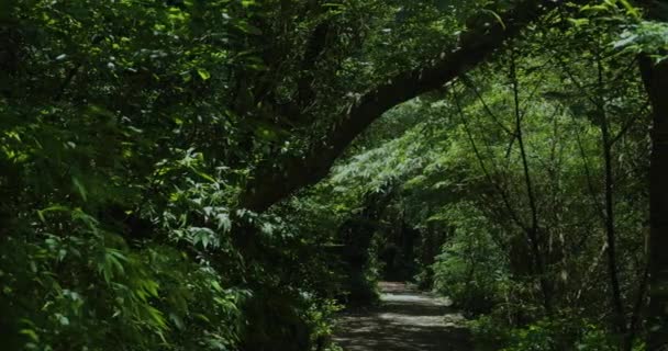 Caminhada Limpa Fresca Floresta Verão — Vídeo de Stock