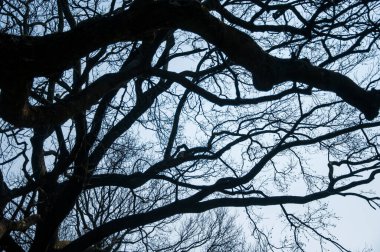 Öğleden sonra güneş yaprakları olmayan büyük bir ağacın tepelerinde parlıyor.