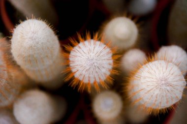 Kapalı çöl suları, kaktüs.